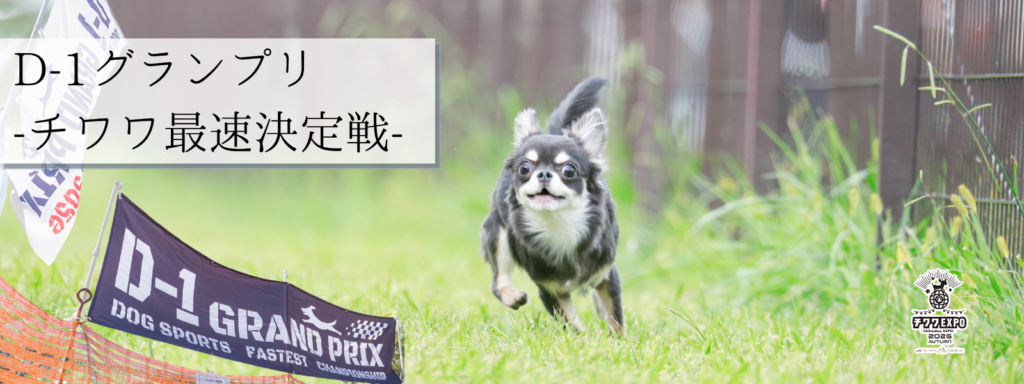 D-1グランプリ -チワワ最速決定戦-