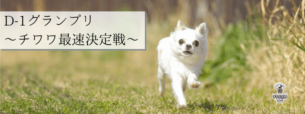 D-1グランプリ -チワワ最速決定戦-