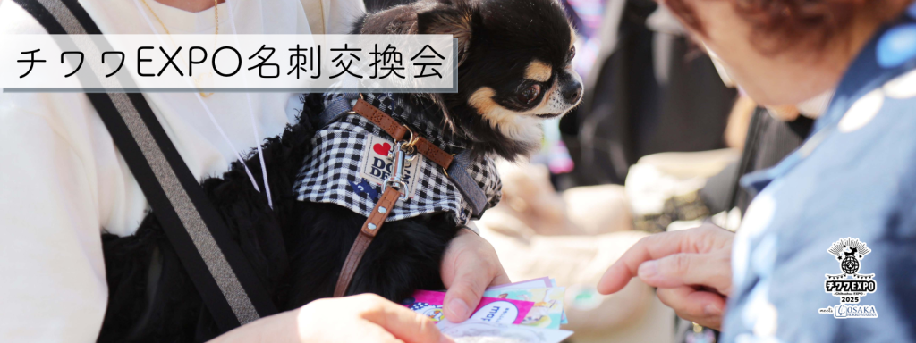 チワワEXPO名刺交換会＠大阪北港マリーナ