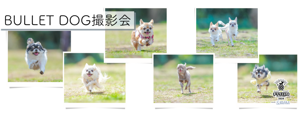 BULLET DOG撮影会＠大阪北港マリーナ