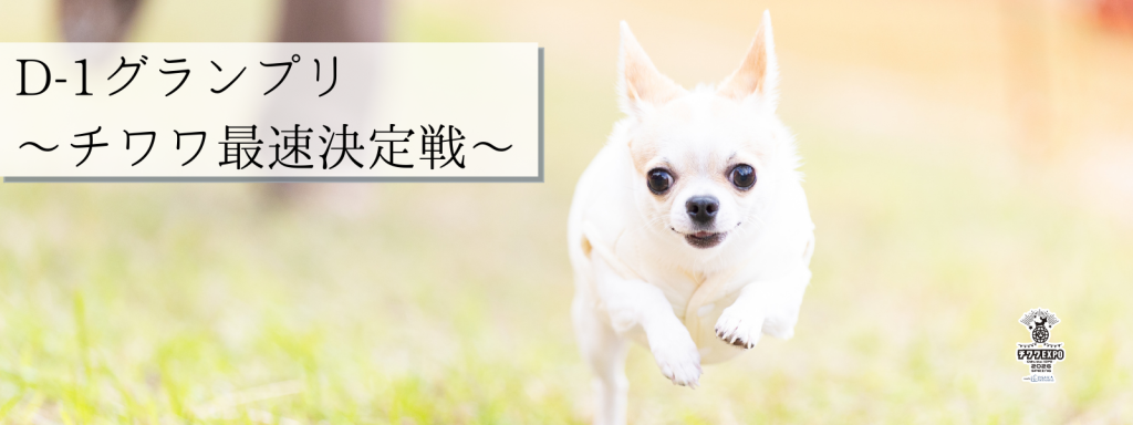 D-1グランプリ -チワワ最速決定戦@大阪北港マリーナ