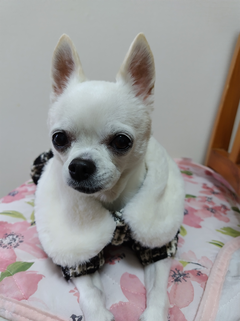 ベリーちゃん