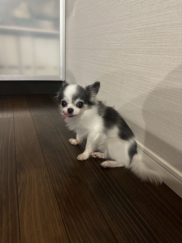 ミントちゃん