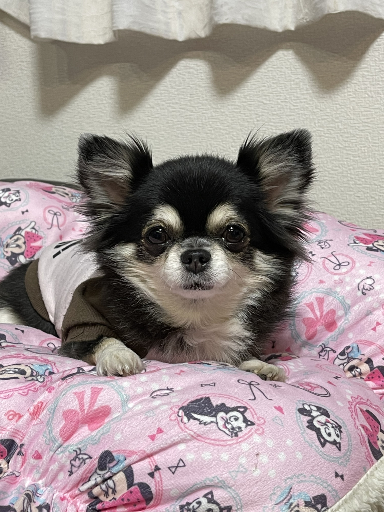 モカちゃん