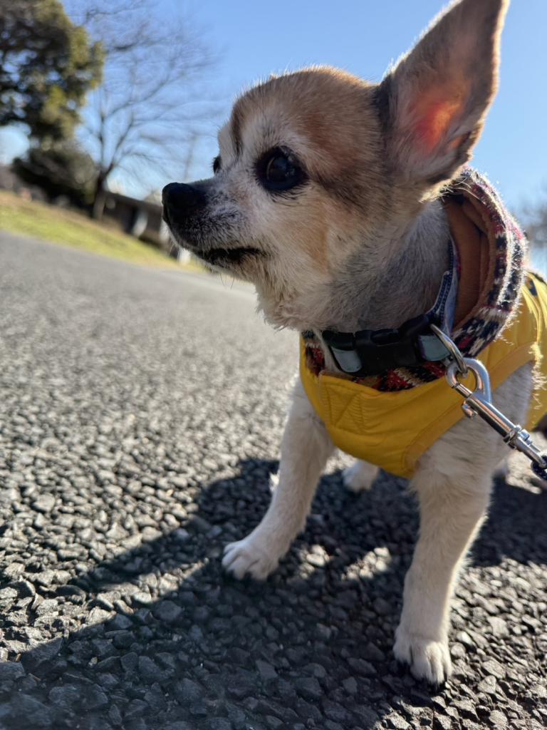 あずきちゃん