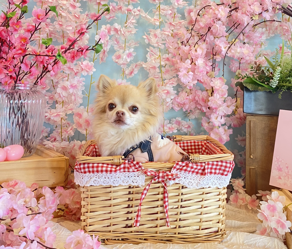 はっちちゃん