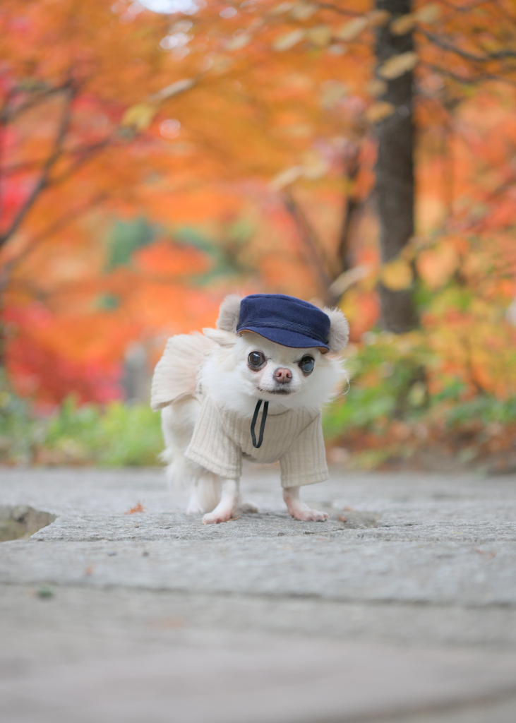 はるちゃん
