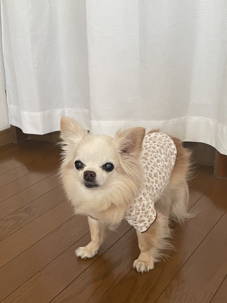 ジュノーちゃん