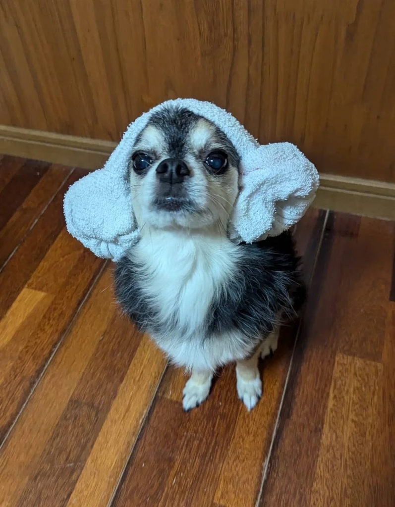 ナル君