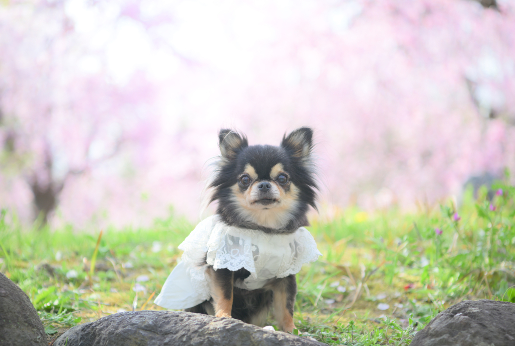 ゆいちゃん