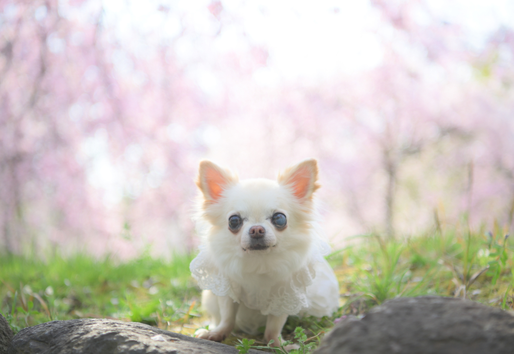 はるちゃん