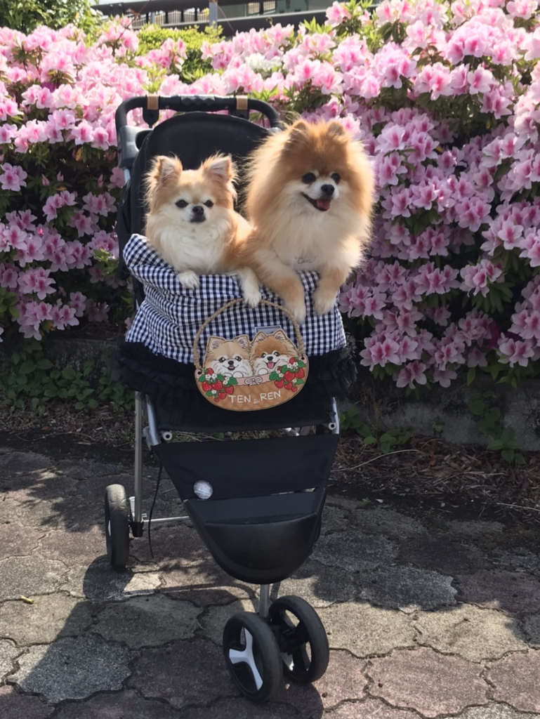 てんちゃん