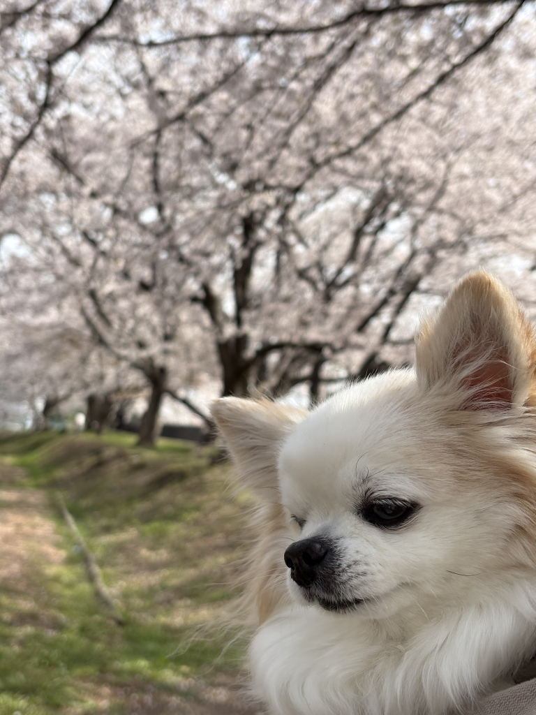 ソラ君
