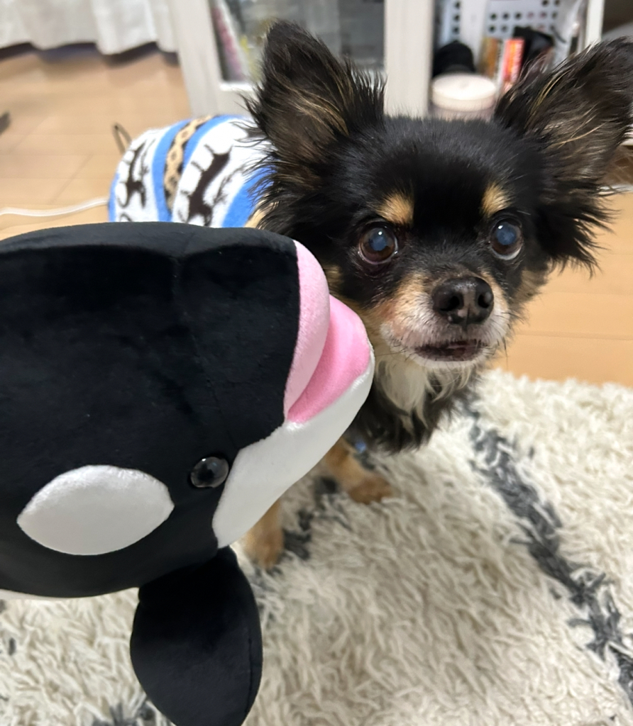 チビくん