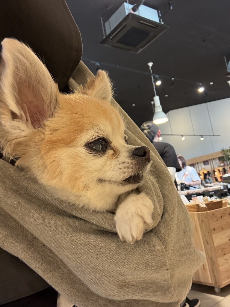 豆助くん