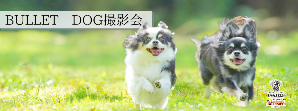 BULLET DOG撮影会＠大阪北港マリーナ
