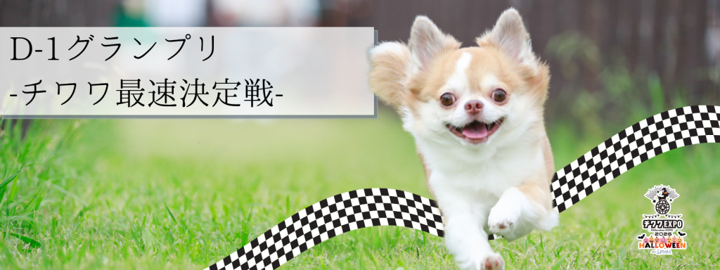 D-1グランプリ -チワワ最速決定戦@大阪北港マリーナ