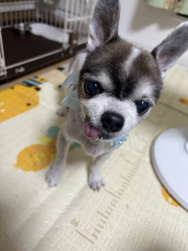 ライムくん