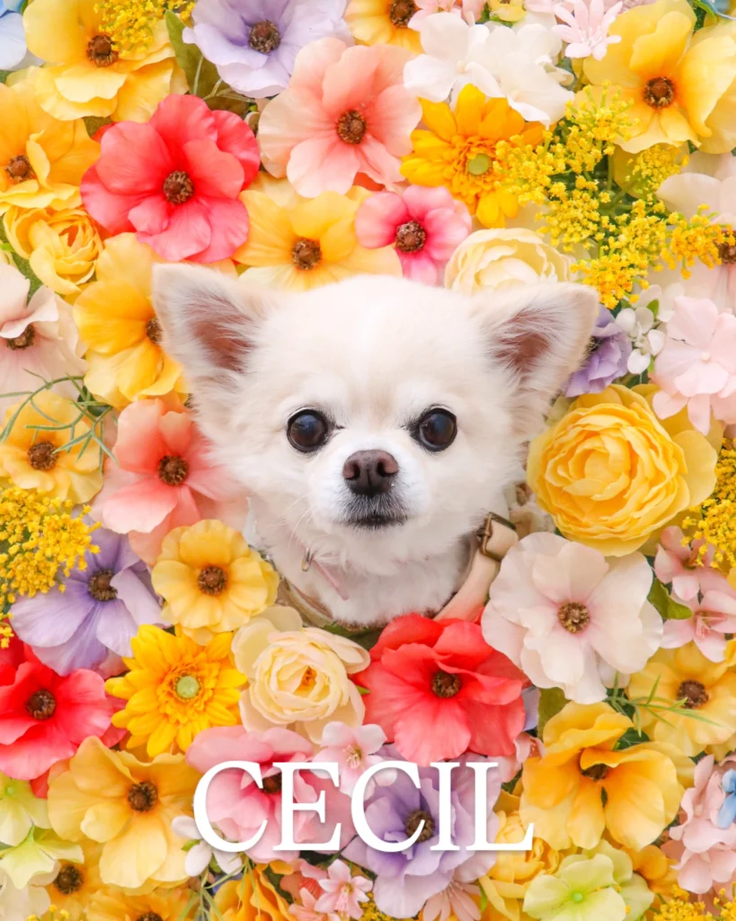 CECILちゃん