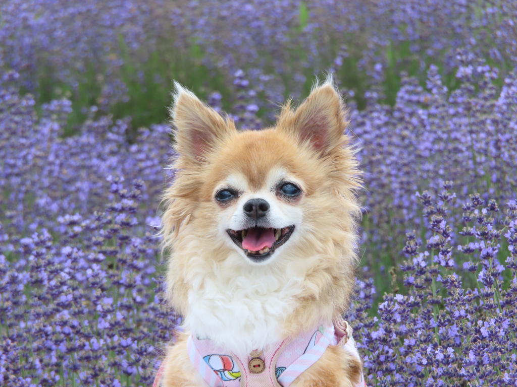 はなちゃん