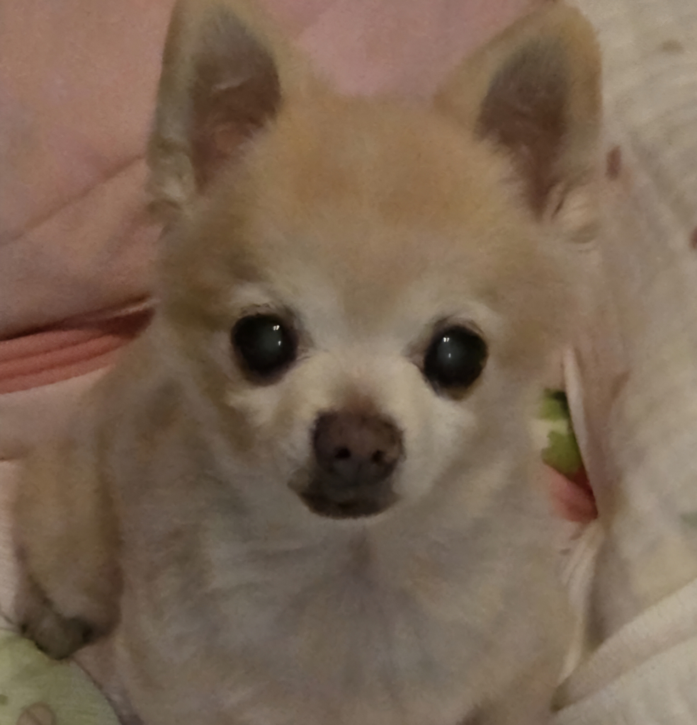 ハニーミントくん