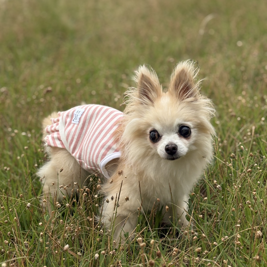 メープルちゃん