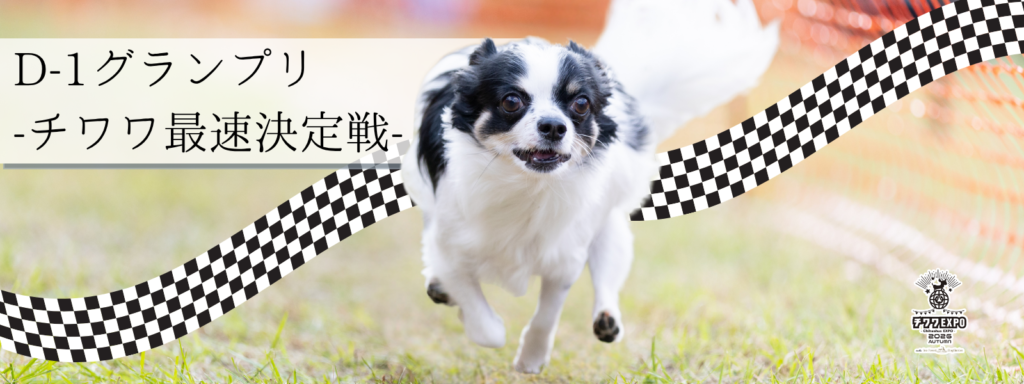 D-1グランプリ -チワワ最速決定戦-