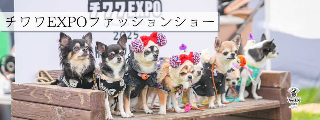 チワワEXPOファッションショー@大阪北港マリーナ