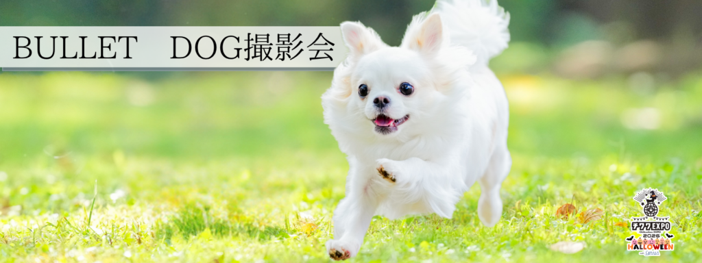 BULLET DOG撮影会＠大阪北港マリーナ