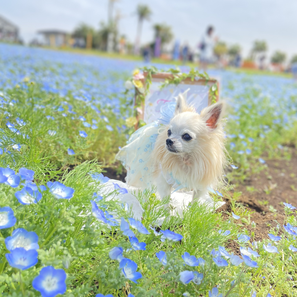 たんぽぽちゃん