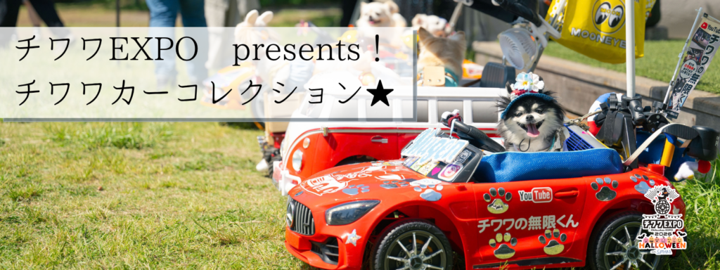 チワワEXPO presents!チワワカーコレクション★