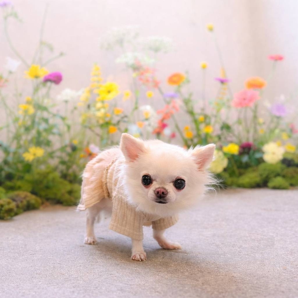 はるちゃん
