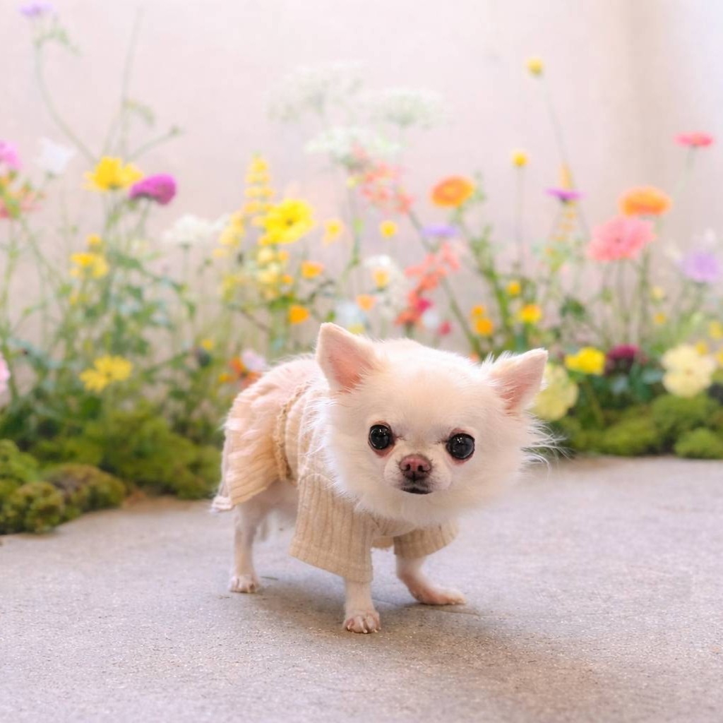 はるちゃん