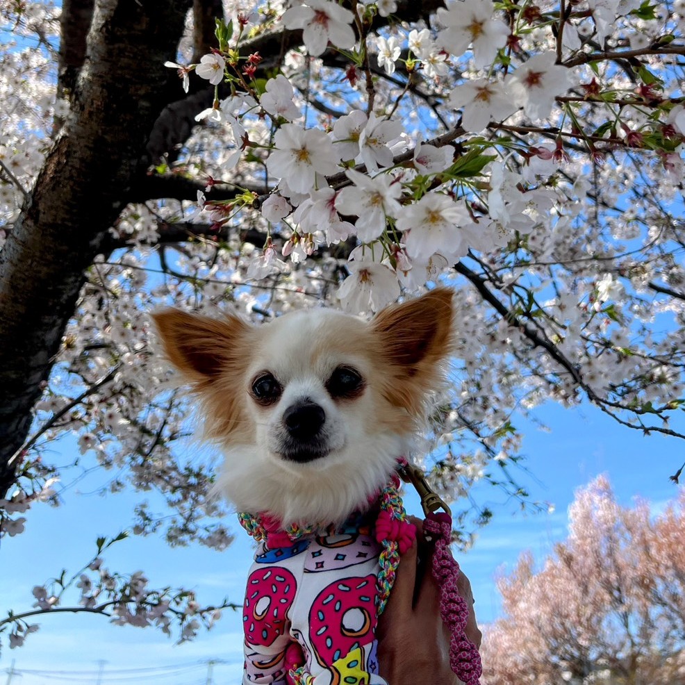ファズちゃん