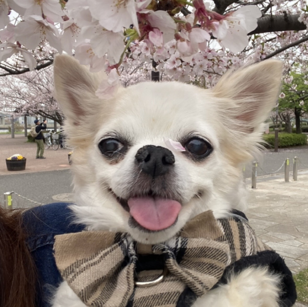 ももちゃん