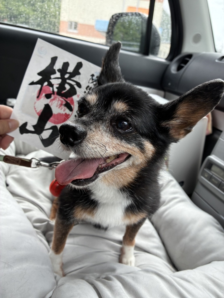 ひなこちゃん
