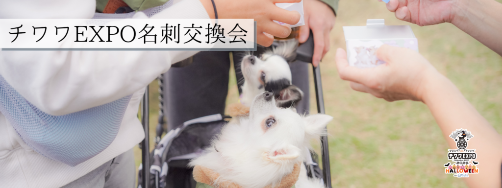 チワワEXPO名刺交換会＠大阪北港マリーナ