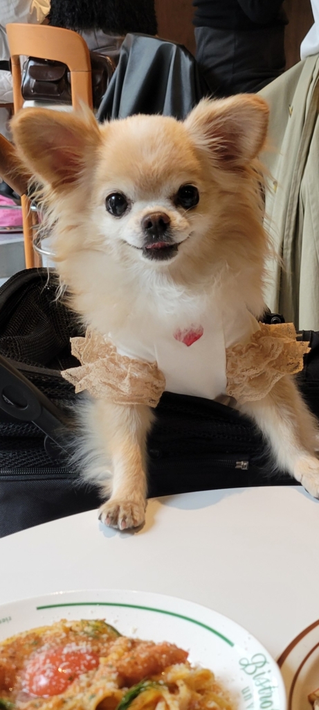 立元とーふちゃん