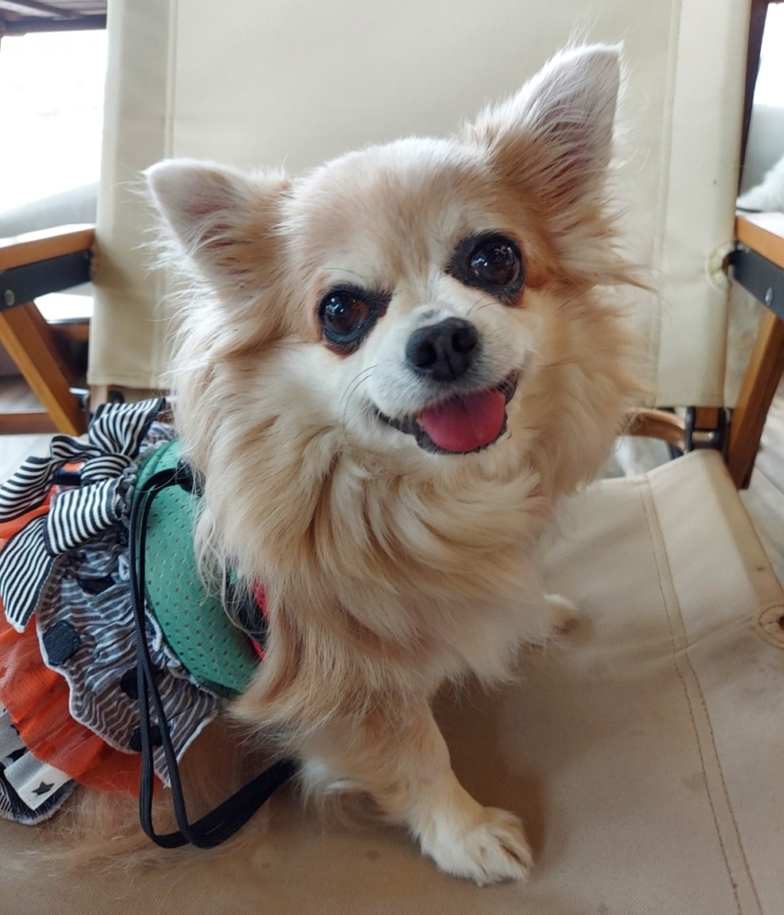 はるちゃん