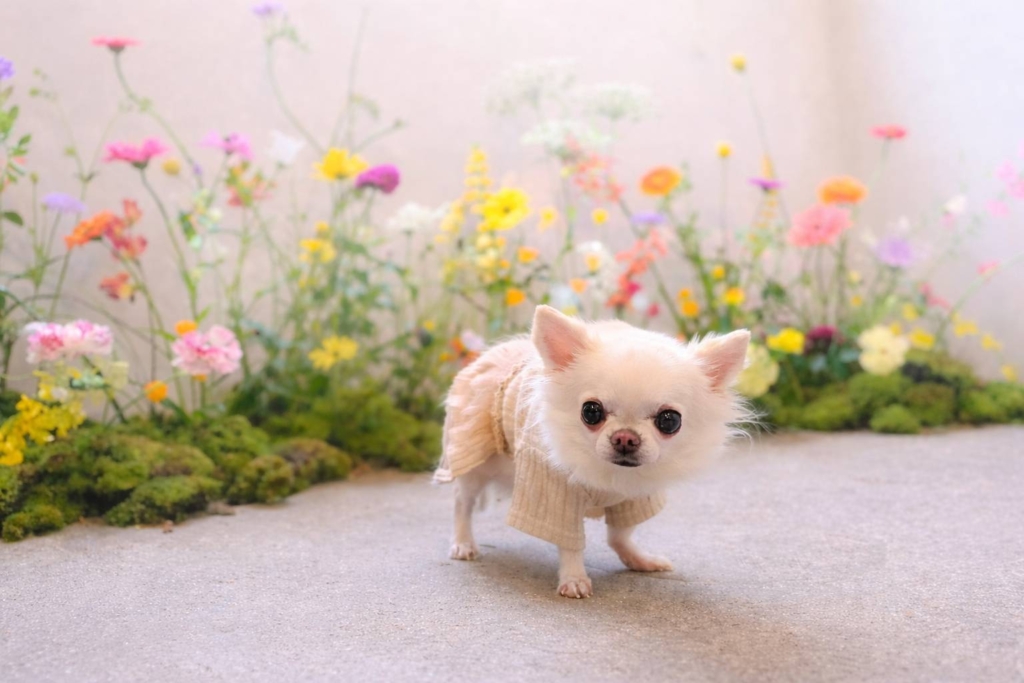 はるちゃん